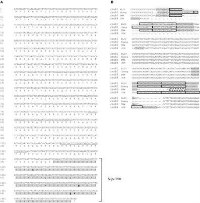 P40 and P75 Are Singular Functional Muramidases Present in the Lactobacillus casei /paracasei/rhamnosus Taxon